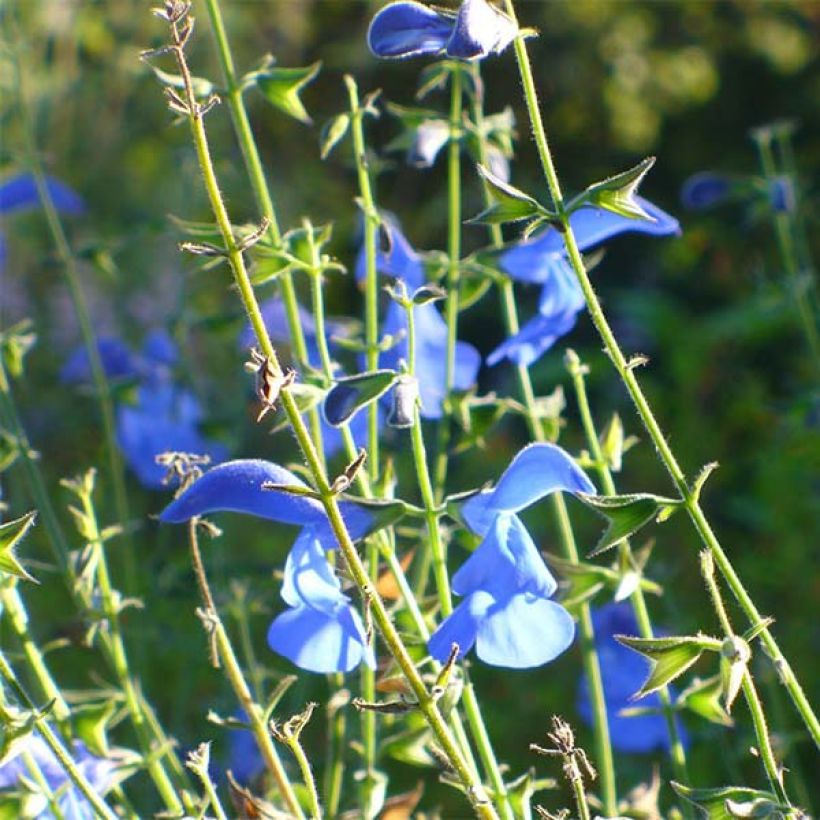 Salvia patens Royal Blue - Mexikanischer Salbei (Flowering)