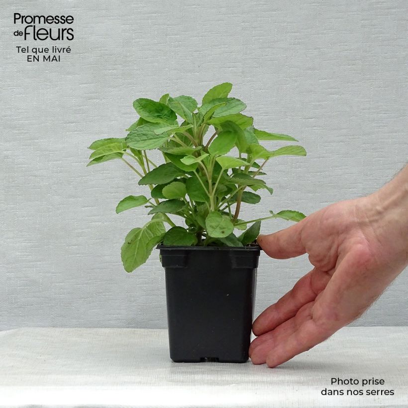 Example of Salvia patens Royal Blue - Mexikanischer Salbei Kleine Töpfe von 7/8 cm as you get in printemps