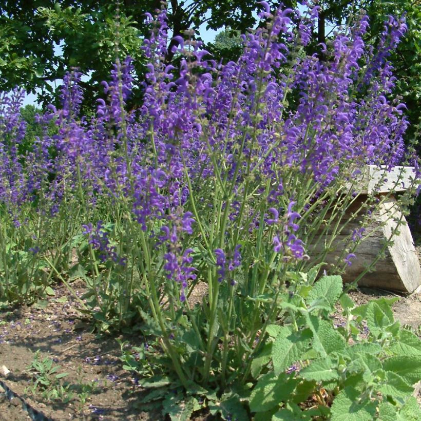 Salvia pratensis - Wiesensalbei (Wuchs)