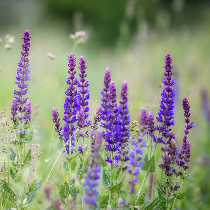 Salvia pratensis Lyrical Blues - Wiesensalbei (Wuchs)
