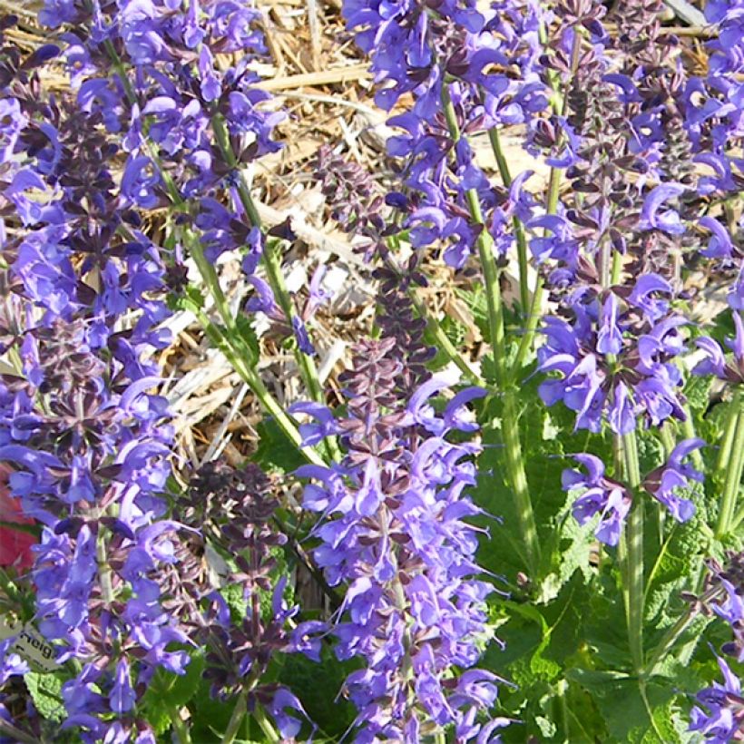 Salvia sylvestris Rhapsody in Blue - Steppen-Salbei (Flowering)