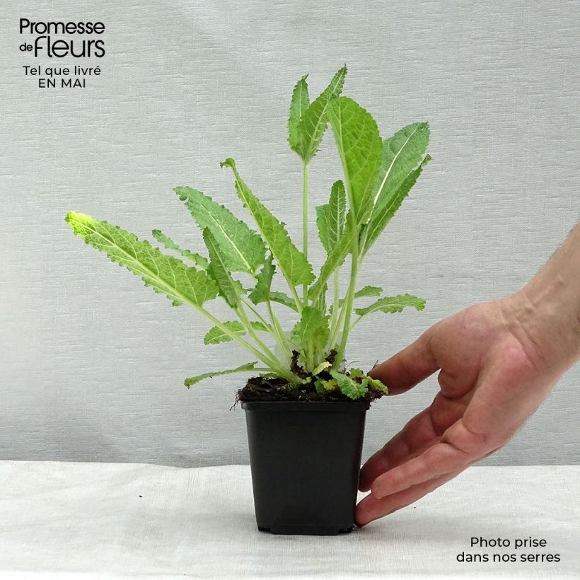 Exemplar von Salvia pratensis - Wiesensalbei Kleine Töpfe von 8/9 cm wie im Frühjahr geliefert