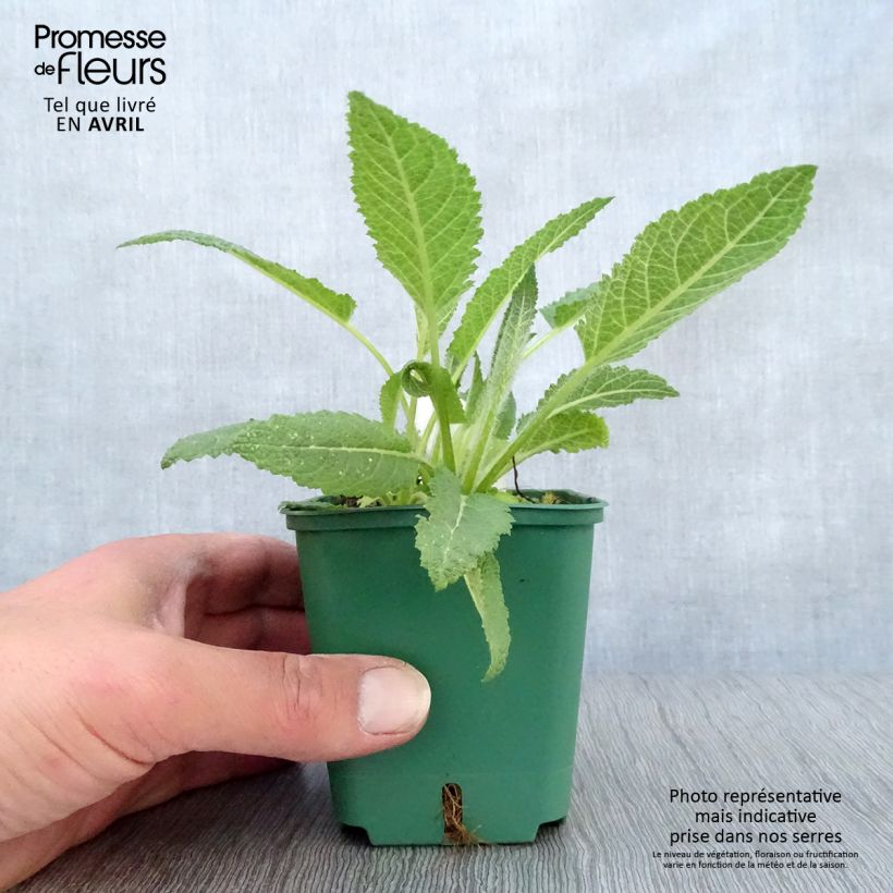 Exemplar von Salvia pratensis Swan Lake - Wiesensalbei Kleine Töpfe von 8/9 cm wie im Frühjahr geliefert