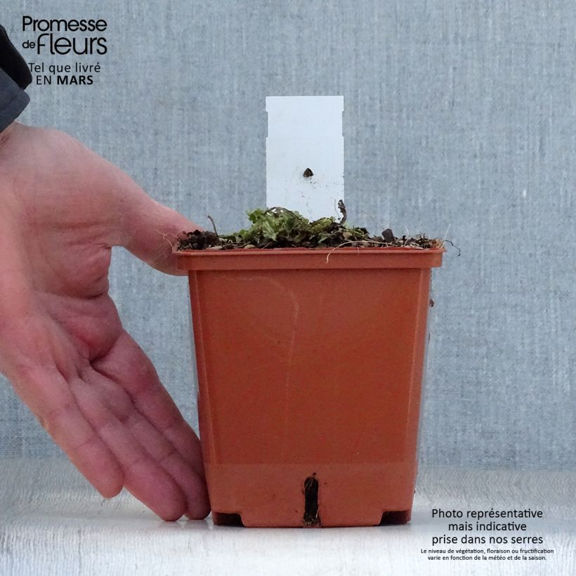 Exemplar von Salvia pratensis FASHIONISTA Vanity Flair - Wiesensalbei Topf mit 1L/1,5L wie im Frühjahr geliefert