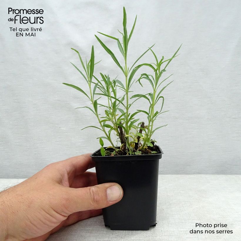 Example of Salvia reptans West Texas form - Afrikanischer Räuchersalbei Kleine Töpfe von 8/9 cm as you get in printemps