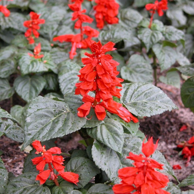 Feuer-Salbei Carambita - Salvia (Wuchs)