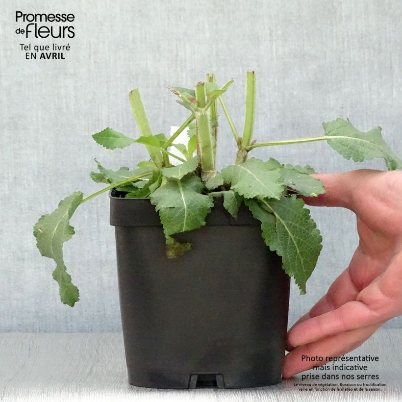 Example of Salvia superba Reine Bleue - Ziersalbei Topf mit 2L/3L as you get in printemps