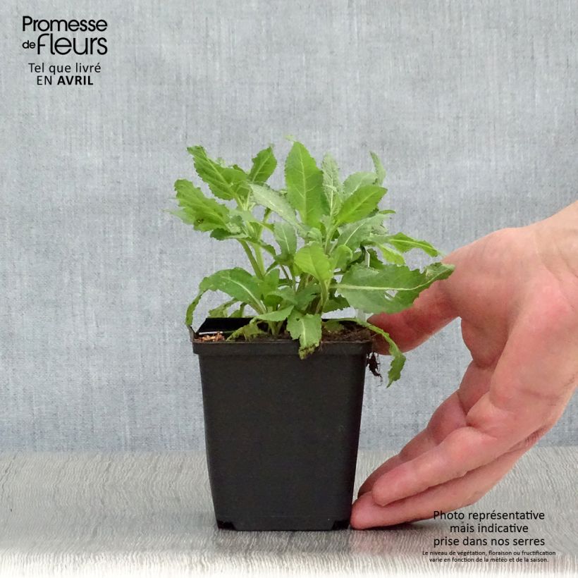 Example of Salvia superba Reine Rose - Ziersalbei Kleine Töpfe von 8/9 cm as you get in printemps