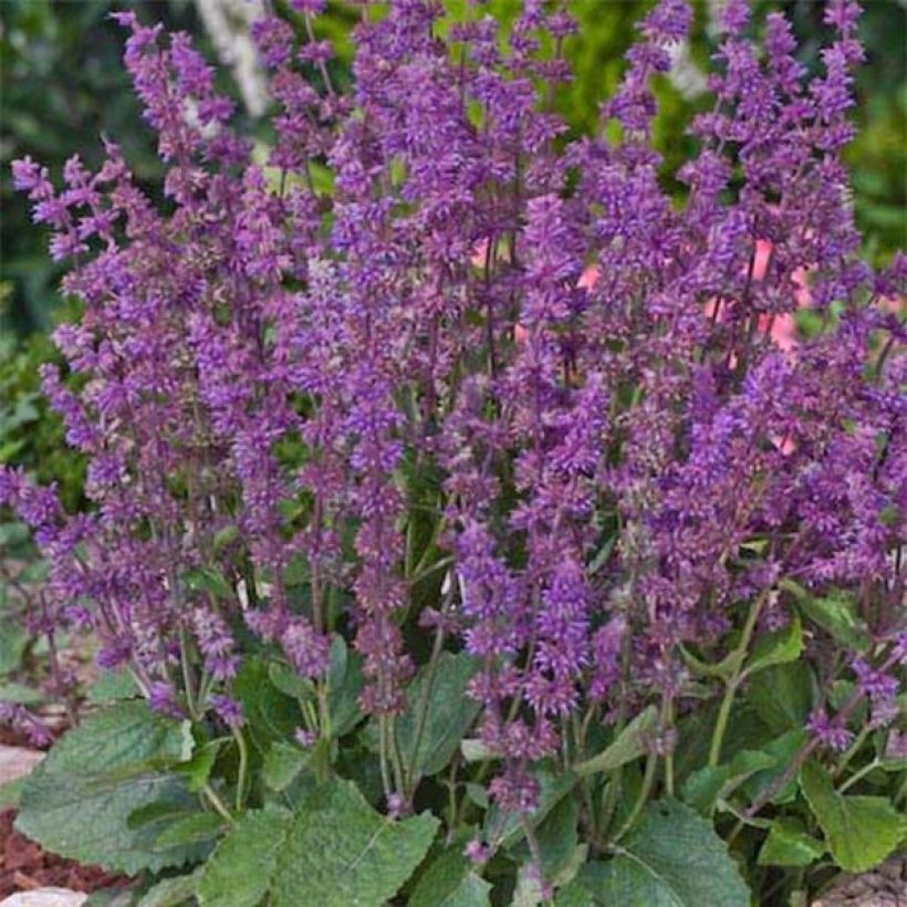 Salvia verticillata Endless Love - Quirlblättriger Salbei (Wuchs)
