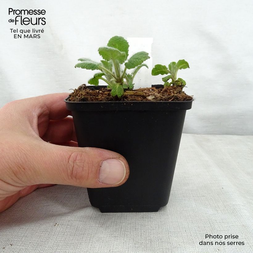 Example of Salvia verticillata Hannay's Blue - Quirlblättriger Salbei Kleine Töpfe von 8/9 cm as you get in printemps