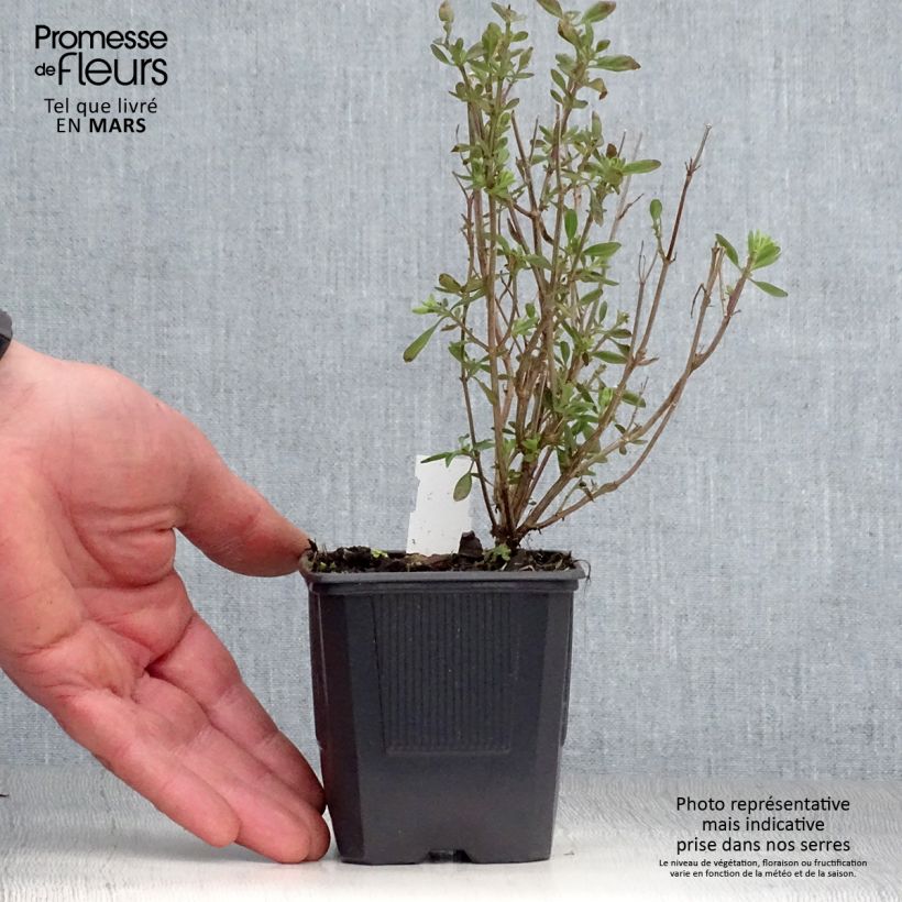 Exemplar von Salvia jamensis Delice Roselilac Kleine Töpfe von 8/9 cm wie im Frühjahr geliefert