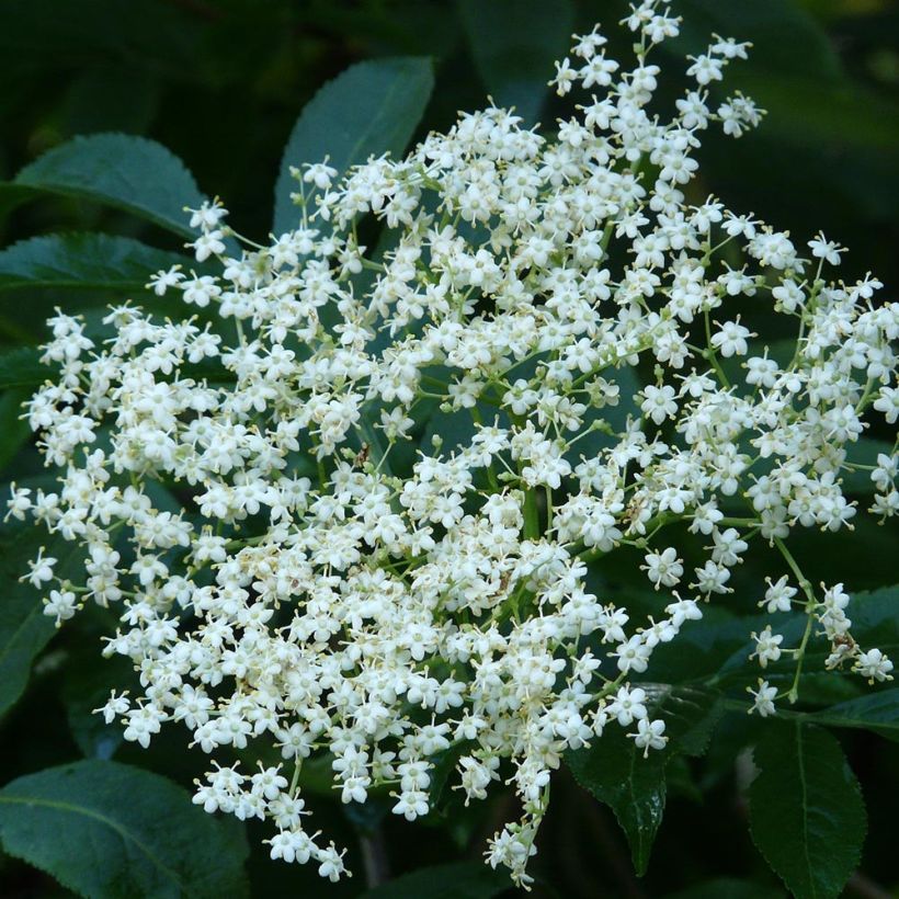 Sambucus nigra - Schwarzer Holunder (Flowering)