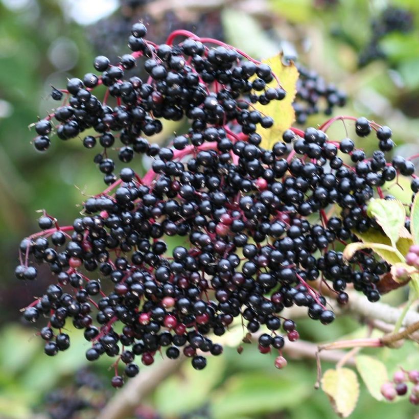 Sambucus nigra - Schwarzer Holunder (Harvest)