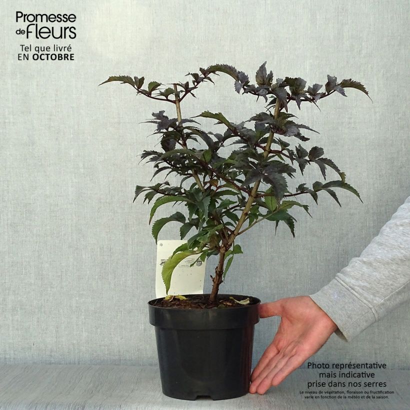 Exemplar von Schwarzer Holunder Black Tower - Sambucus nigra Topf mit 3L/4L wie im Herbst geliefert