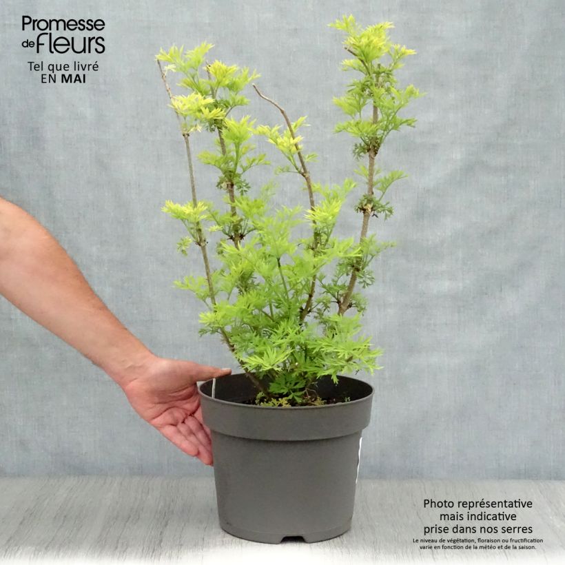 Example of Schwarzer Holunder Golden Tower - Sambucus nigra Topf mit 7,5L/10L as you get in printemps