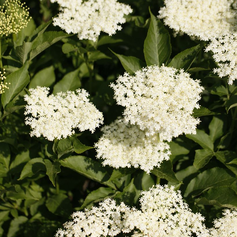 Schwarzer Holunder Obelisk - Sambucus nigra (Flowering)