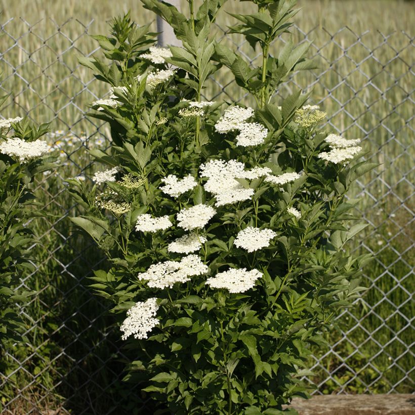 Schwarzer Holunder Obelisk - Sambucus nigra (Plant habit)