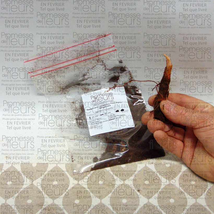 Beispiel eines Exemplars von Sanguinaria canadensis Flore Pleno - Blutwurz Zwiebel Kaliber/Größe I wie geliefert