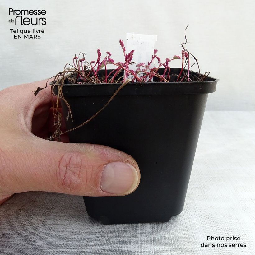 Exemplar von Wiesenknopf Little Angel - Sanguisorba Kleine Töpfe von 8/9 cm wie im Frühjahr geliefert