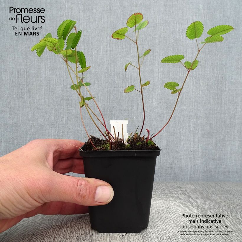 Example of Großer Wiesenknopf Red Thunder - Sanguisorba officinalis Kleine Töpfe von 8/9 cm as you get in printemps