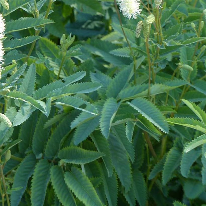 Kanadischer Wiesenknopf - Sanguisorba canadensis (Laub)