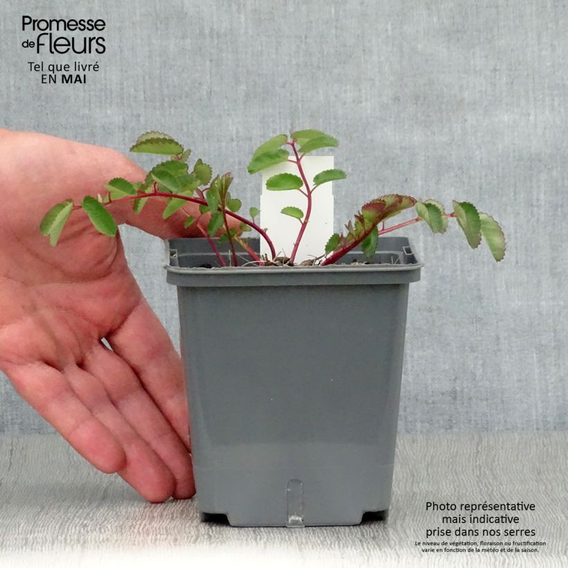 Exemplar von Koreanischer Wiesenknopf Pink Brushes - Sanguisorba hakusanensis Kleine Töpfe von 8/9 cm wie im Frühjahr geliefert