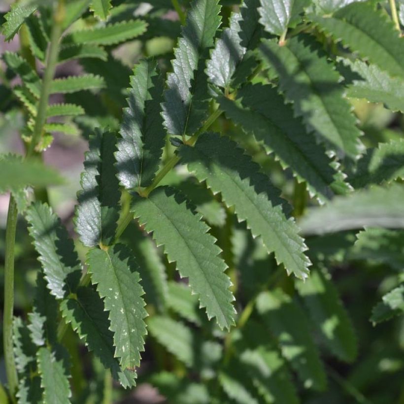 Großer Wiesenknopf Morning Select - Sanguisorba officinalis (Foliage)