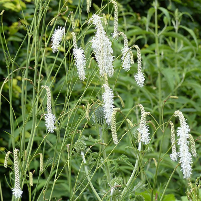Zierlicher Wiesenknopf Alba - Sanguisorba tenuifolia (Flowering)