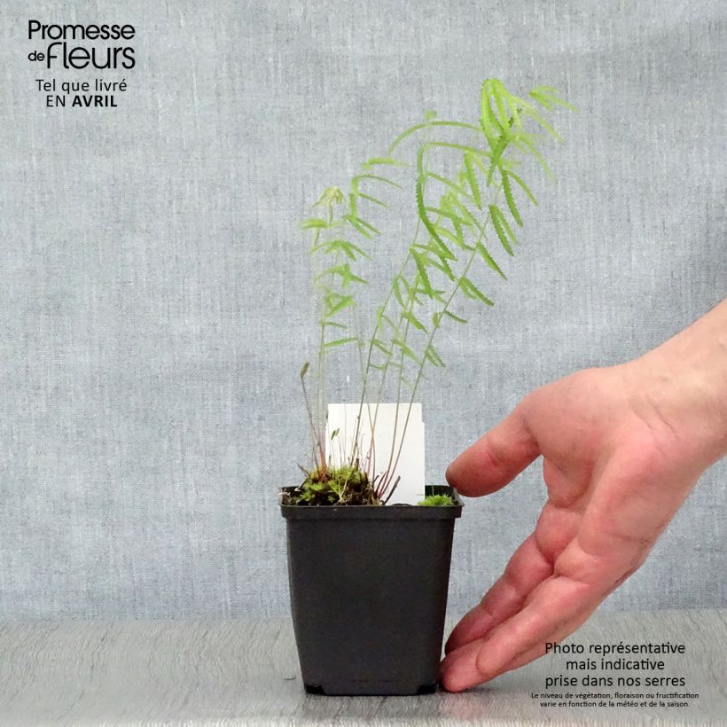 Example of Zierlicher Wiesenknopf Alba - Sanguisorba tenuifolia Kleine Töpfe von 8/9 cm as you get in printemps