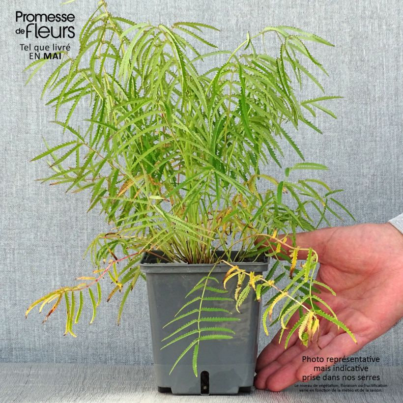 Example of Zierlicher Wiesenknopf Alba - Sanguisorba tenuifolia Topf mit 1L/1,5L as you get in printemps