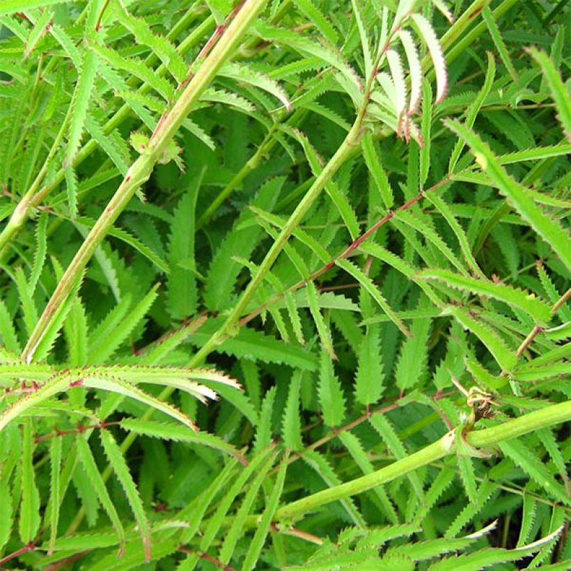 Zierlicher Wiesenknopf Pink Elephant - Sanguisorba tenuifolia (Foliage)