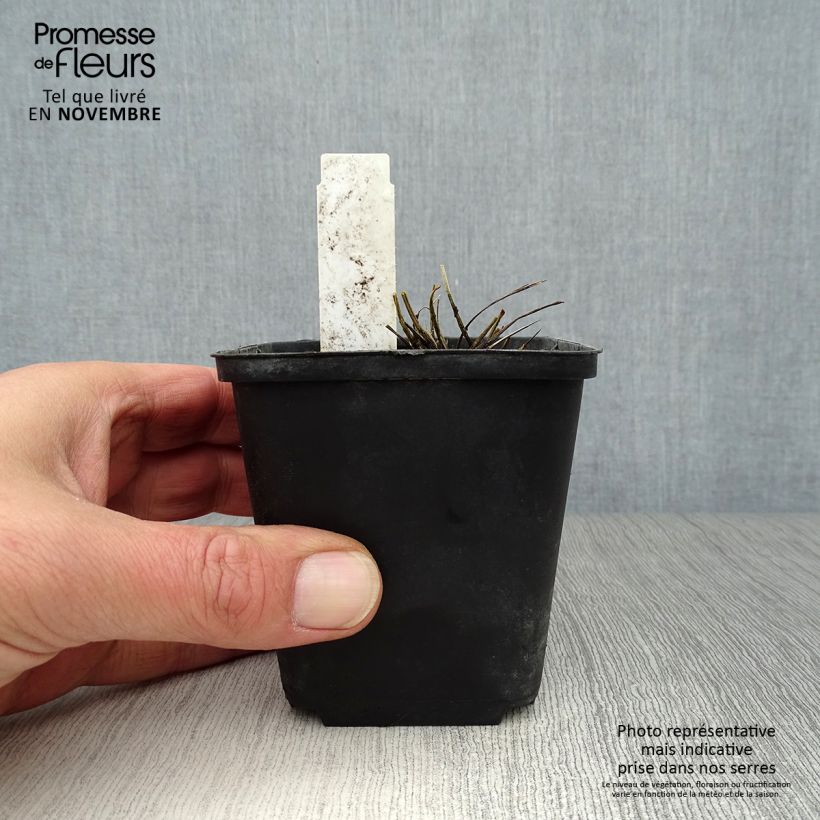Exemplar von Zierlicher Wiesenknopf var. purpurea - Sanguisorba tenuifolia Kleine Töpfe von 8/9 cm wie im Herbst geliefert
