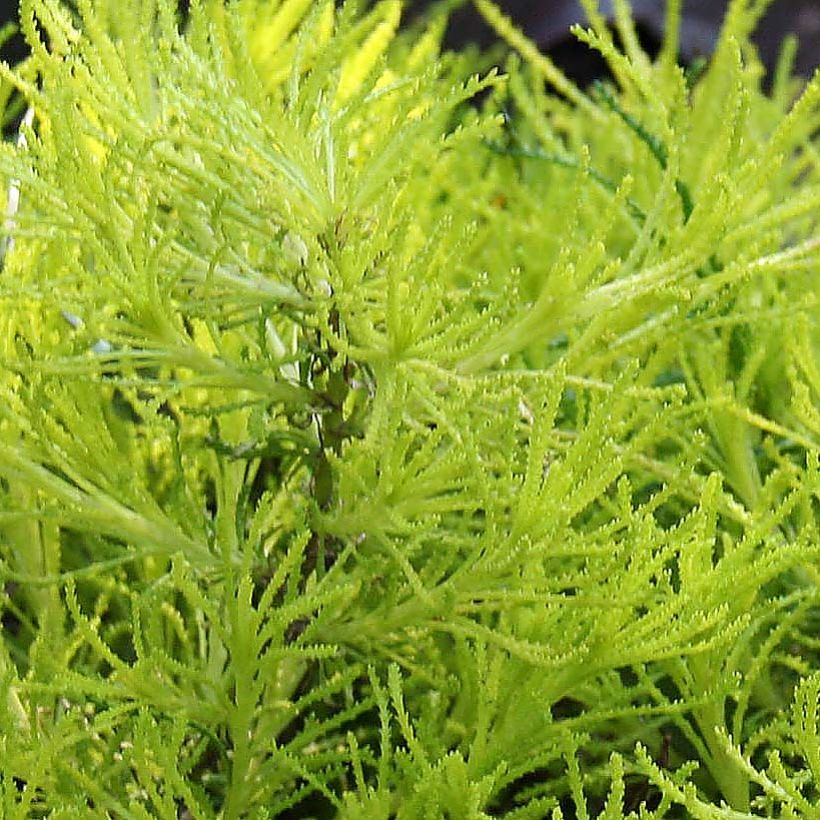 Santolina virens Lemon Fizz - Olivenkraut (Foliage)