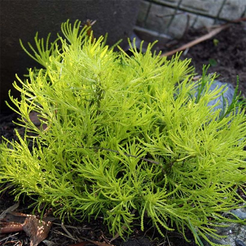 Santolina virens Lemon Fizz - Olivenkraut (Plant habit)