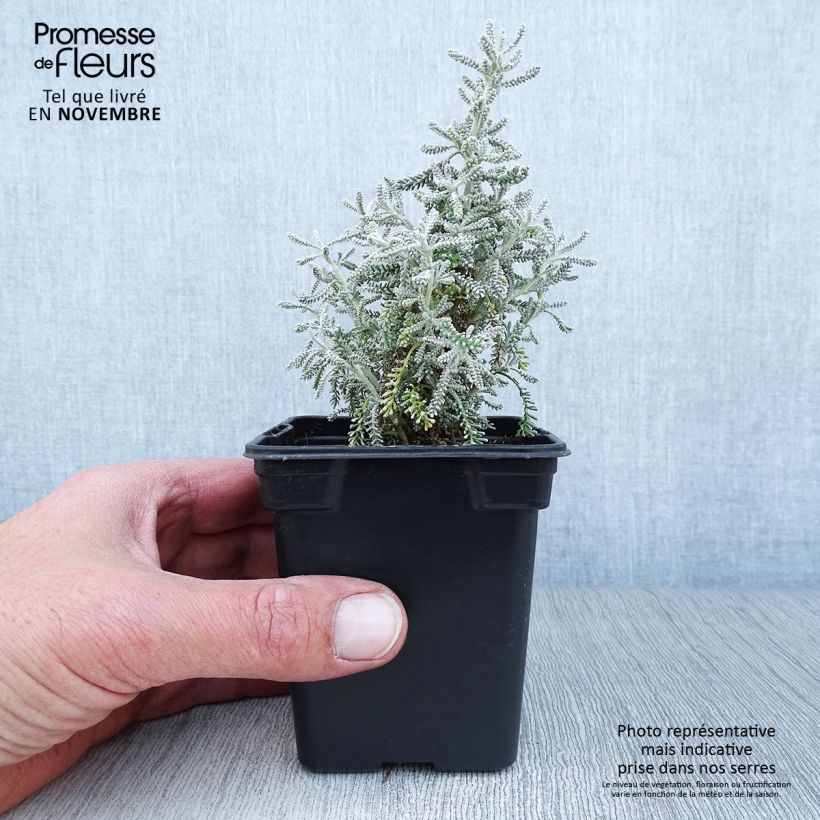 Exemplar von Zypressen-Heiligenkraut - Santolina chamaecyparissus Kleine Töpfe von 7/8 cm wie im Herbst geliefert