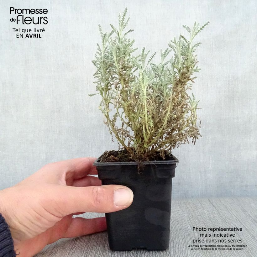 Exemplar von Zypressen-Heiligenkraut - Santolina chamaecyparissus Kleine Töpfe von 7/8 cm wie im Frühjahr geliefert