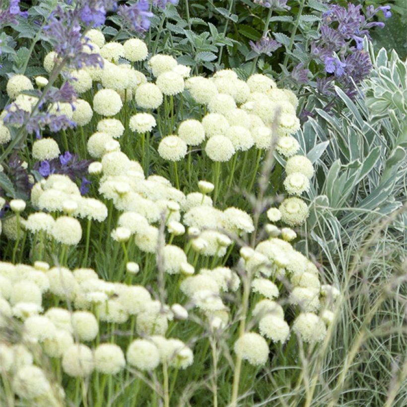 Santolina pinnata subsp neapolitana Edward Bowles - Silbriges Heiligenkraut (Flowering)