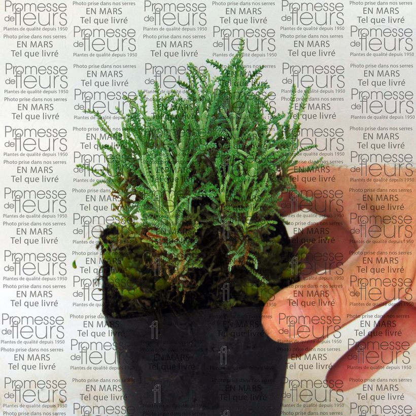 Beispiel eines Exemplars von Santolina serratifolia - Heiligenkraut Kleine Töpfe von 8/9 cm wie geliefert