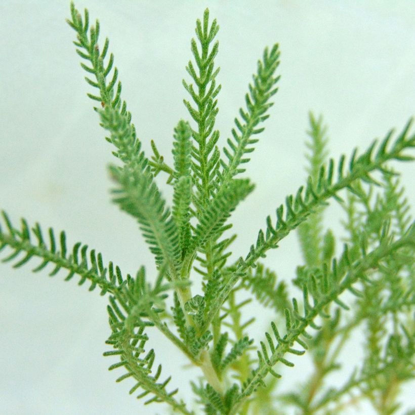 Santolina pinnata subsp neapolitana Edward Bowles - Silbriges Heiligenkraut (Foliage)