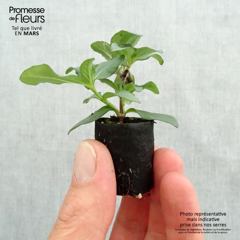 Example of Sanvitalia speciosa Aztekengold - Husarenknopf Mini-Plug Ø 3/4 cm as you get in printemps