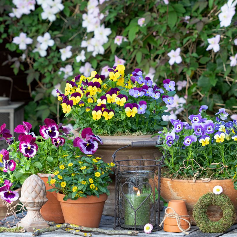 Sanvitalia speciosa Aztekengold - Husarenknopf (Plant habit)