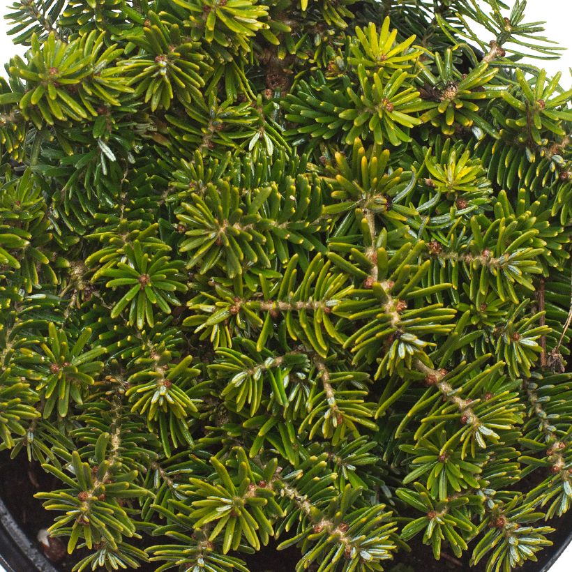 Abies koreana Brillant - Koreanische Tanne (Laub)