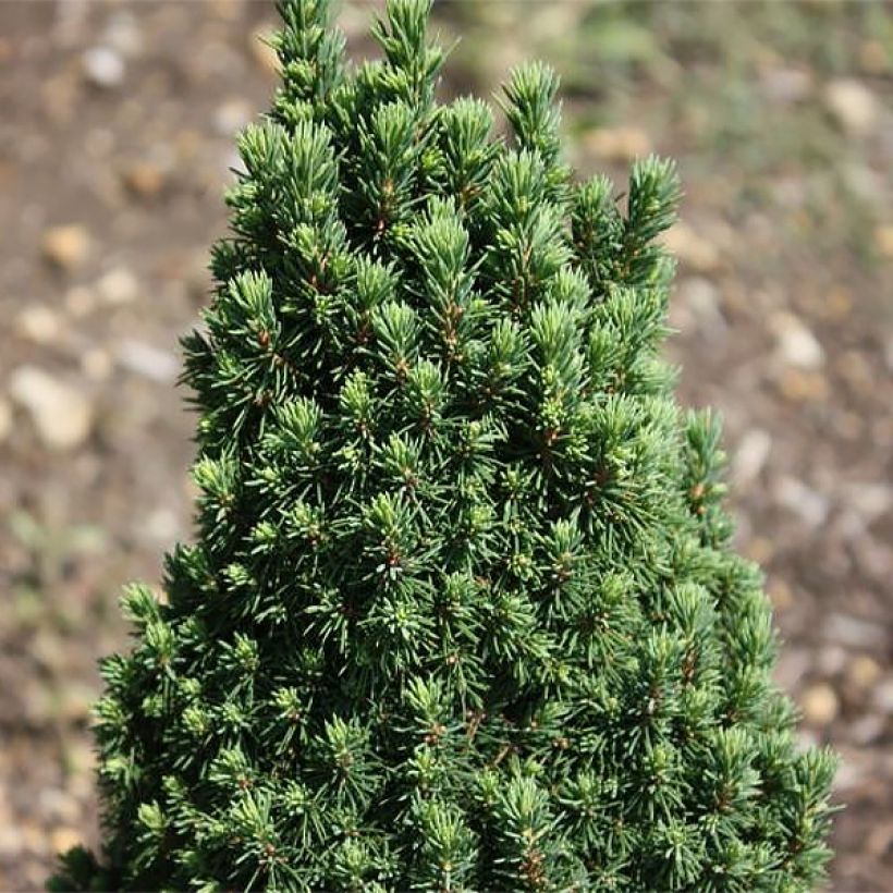 Picea glauca Piccolo (Foliage)