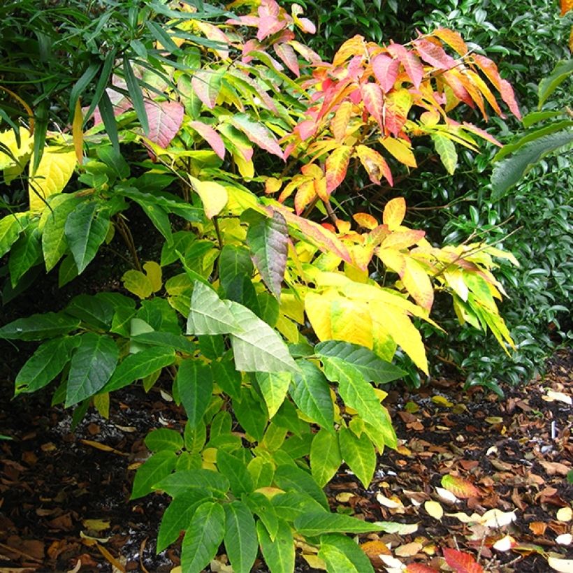 Sapium japonicum - Japanischer Seifenbaum (Wuchs)