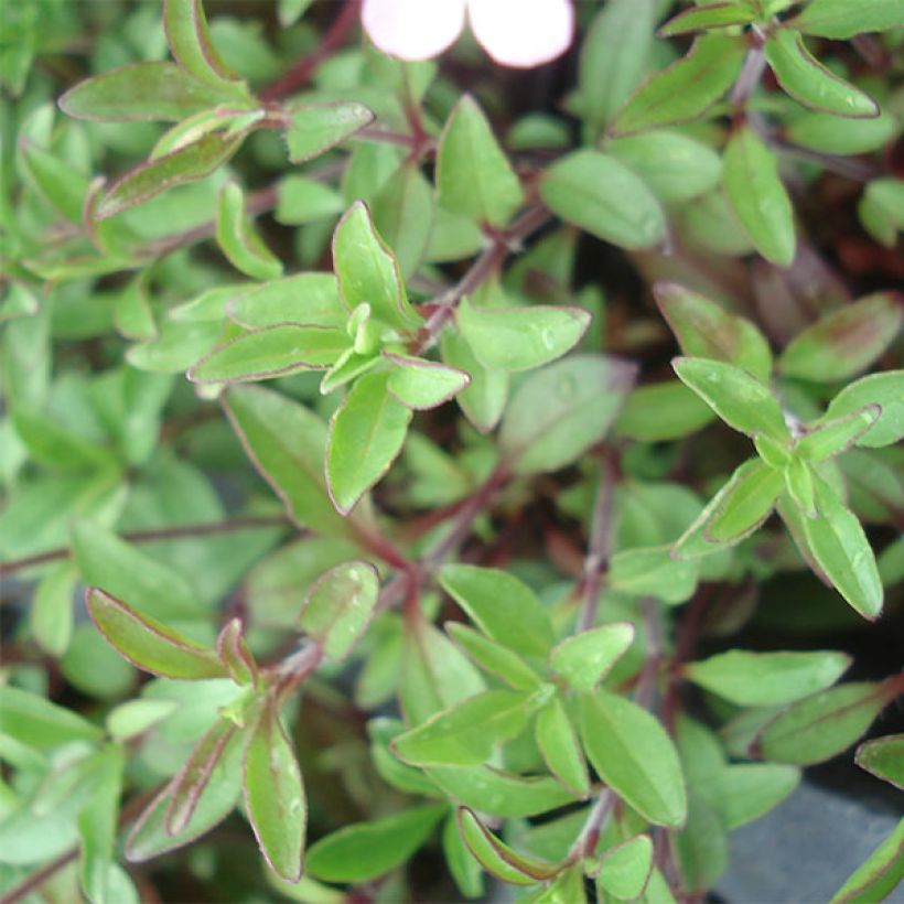 Saponaria ocymoides - Rotes Seifenkraut (Foliage)