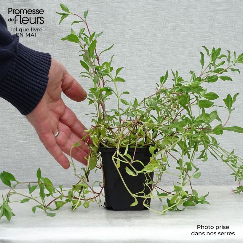 Example of Saponaria ocymoides - Rotes Seifenkraut Kleine Töpfe von 8/9 cm as you get in printemps