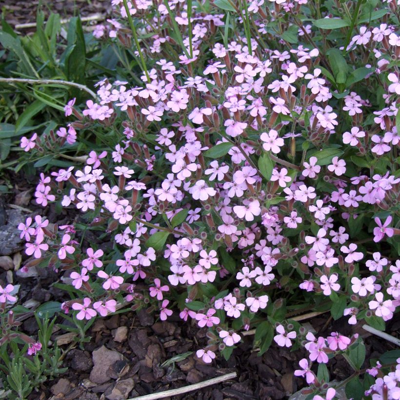 Saponaria ocymoides - Rotes Seifenkraut (Flowering)