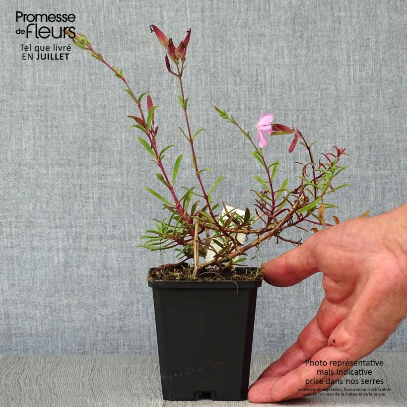 Exemplar von Saponaria officinalis Alba Plena - Gemeines Seifenkraut Kleine Töpfe von 8/9 cm wie im Sommer geliefert