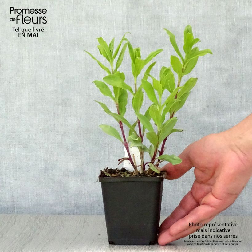 Example of Saponaria officinalis Alba Plena - Gemeines Seifenkraut Kleine Töpfe von 8/9 cm as you get in printemps