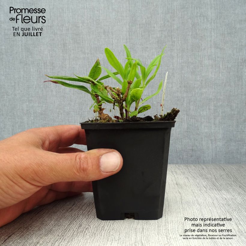 Exemplar von Saponaria officinalis Rosea Plena - Gemeines Seifenkraut Kleine Töpfe von 8/9 cm wie im Sommer geliefert